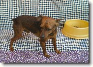 Zwergpinscher
