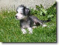 Chinese Crested Dog