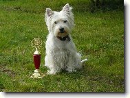 West highland white terrier \\\\\(Dog standard\\\\\)