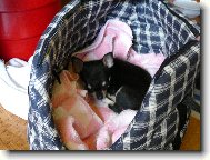 Chihuahua