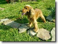 English Cocker Spaniel