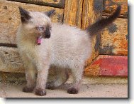 Siamese cat