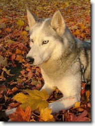 Siberian husky \(Dog standard\)