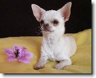 Chihuahua 2