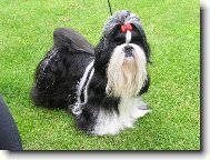 icu, Shih-Tzu