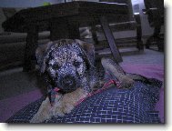 Border Terrier