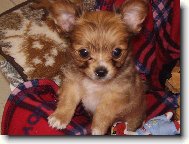 Chihuahua