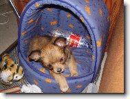 Chihuahua