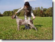 Wirehaired slovakian pointer \(Dog standard\)