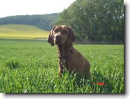 Rövidszörü Magyar Vizsla, Hungarian Short-haired Pointing Dog