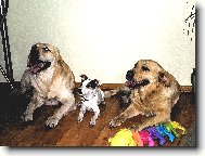 Parson Russel Terrier