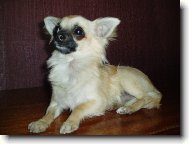 Chihuahua