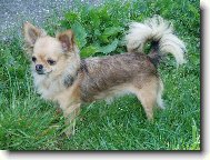 Chihuahua
