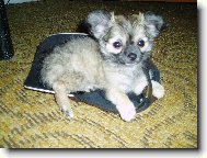Chihuahua