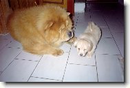 Chow Chow