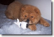 Chow Chow