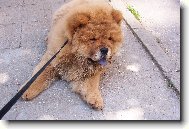 Chow Chow