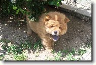Chow Chow