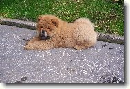 Chow Chow