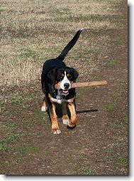 Great swiss mountain dog \\\\\(Dog standard\\\\\)