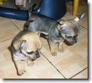 Chihuahua