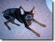 PRAGUE RATTER