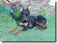 PRAGUE RATTER