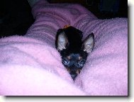 PRAGUE RATTER