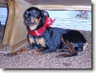 PRAGUE RATTER
