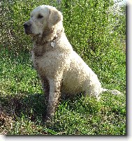 Golden Retriever