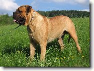 Bullmastiff