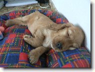 English Cocker Spaniel