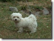 Coton de Tulear