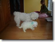 Coton de Tulear