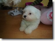 Coton de Tulear