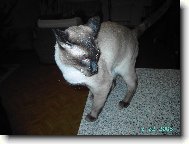 Siamese cat