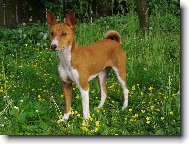 Basenji \(Dog standard\)