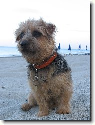 Norfolk terrier \(Dog standard\)
