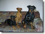 German Pinscher
