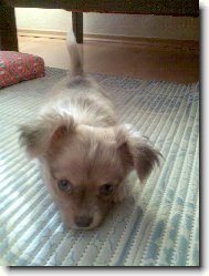 Chihuahua
