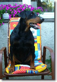 German Pinscher