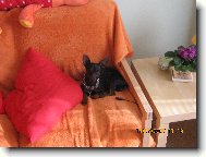 PRAGUE RATTER