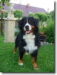 Berner Sennenhund
