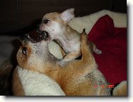 Chihuahua