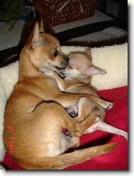 Chihuahua