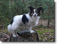 Papillon