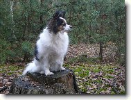 Papillon