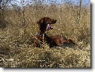 Irish Red Setter