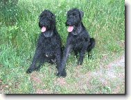 Riesenschnauzer