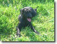 Riesenschnauzer